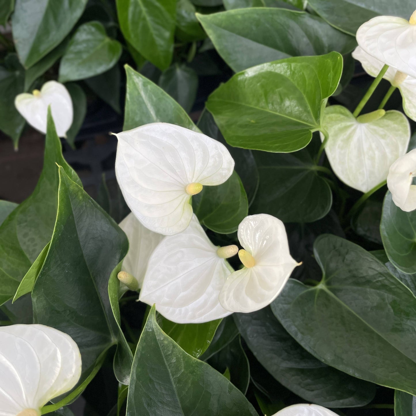 White Anthurium, Flamingo Flower - Live Plant