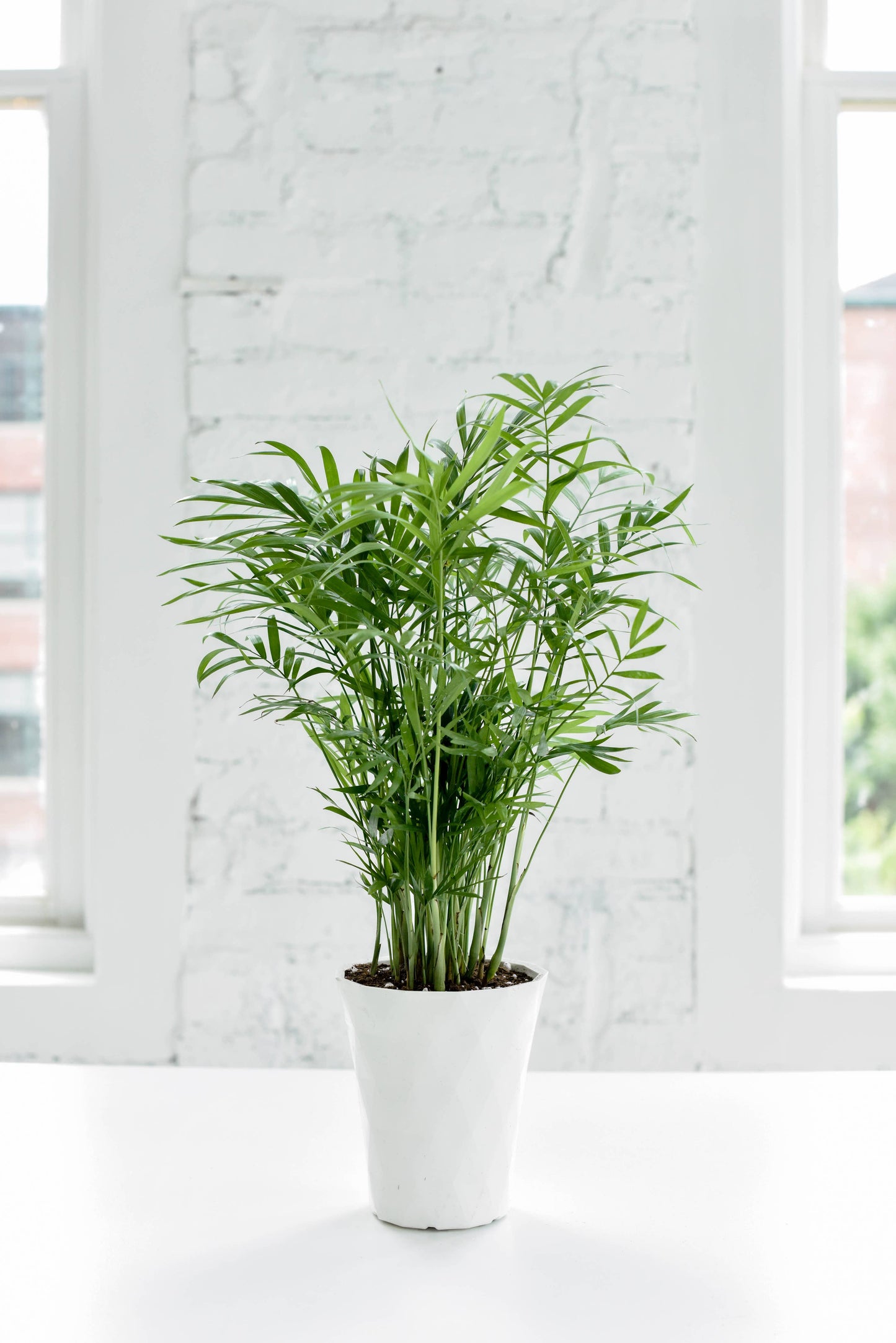 Neanthe Bella Palm, Parlor Palm - Live Plant