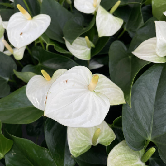 White Anthurium, Flamingo Flower - Live Plant