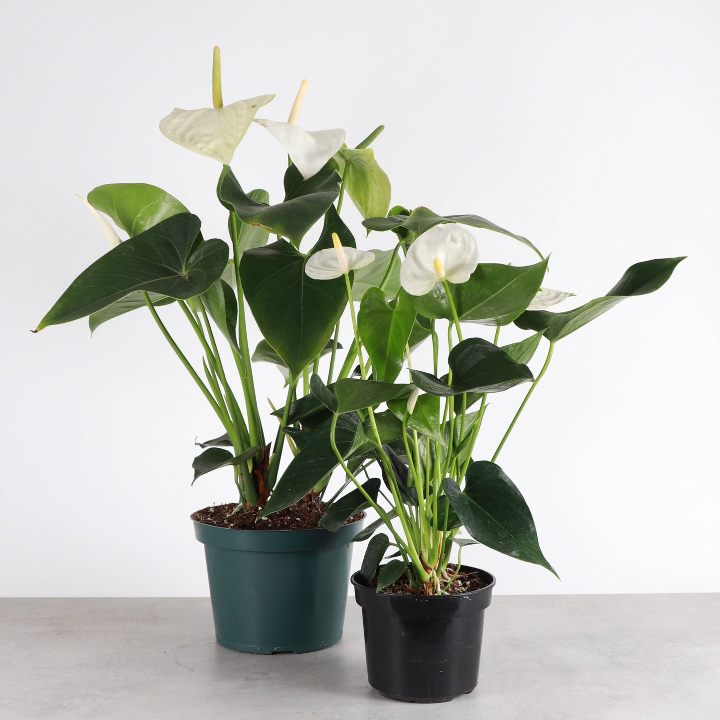 White Anthurium, Flamingo Flower - Live Plant