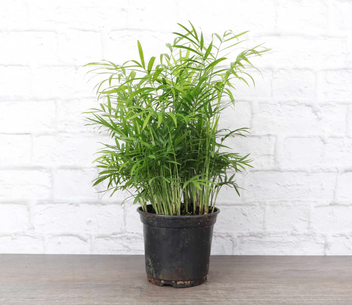 Neanthe Bella Palm, Parlor Palm - Live Plant