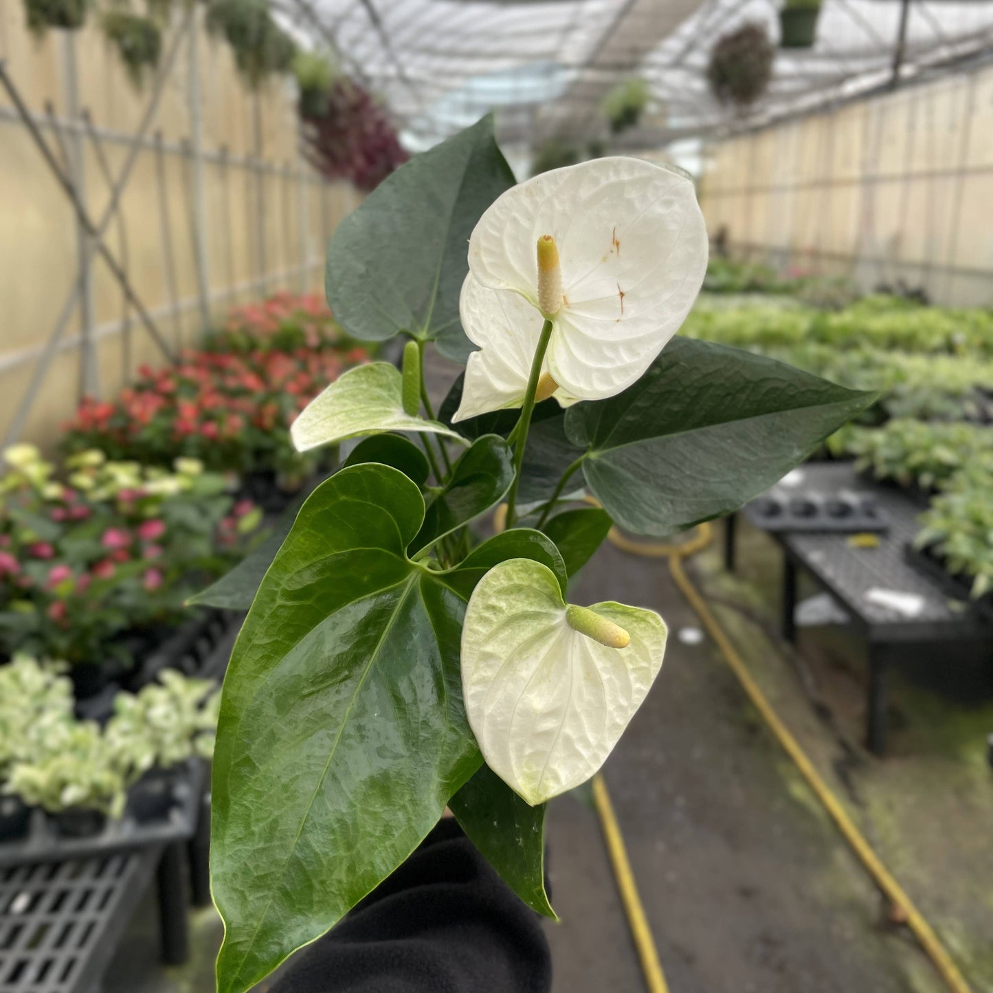 White Anthurium, Flamingo Flower - Live Plant