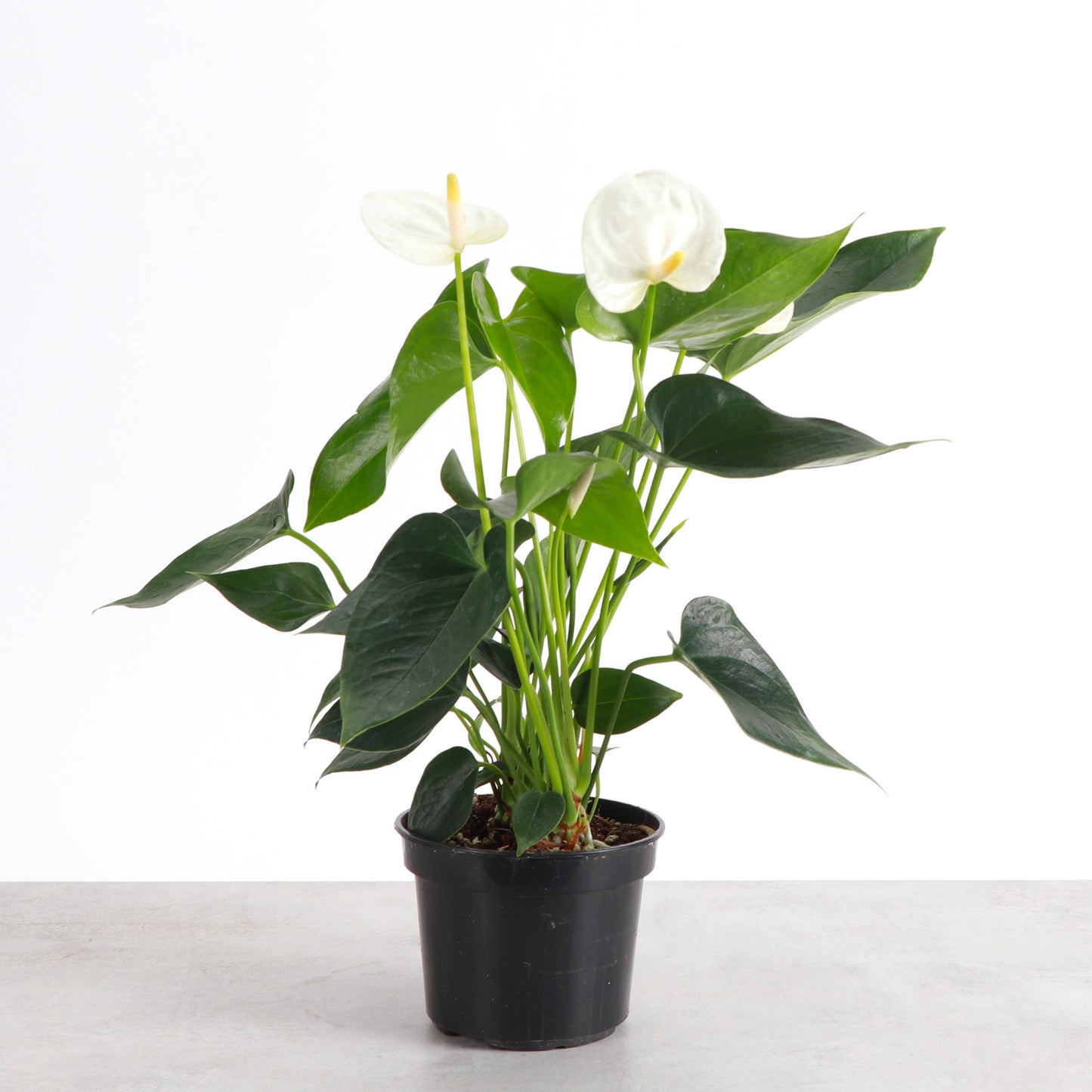 White Anthurium, Flamingo Flower - Live Plant