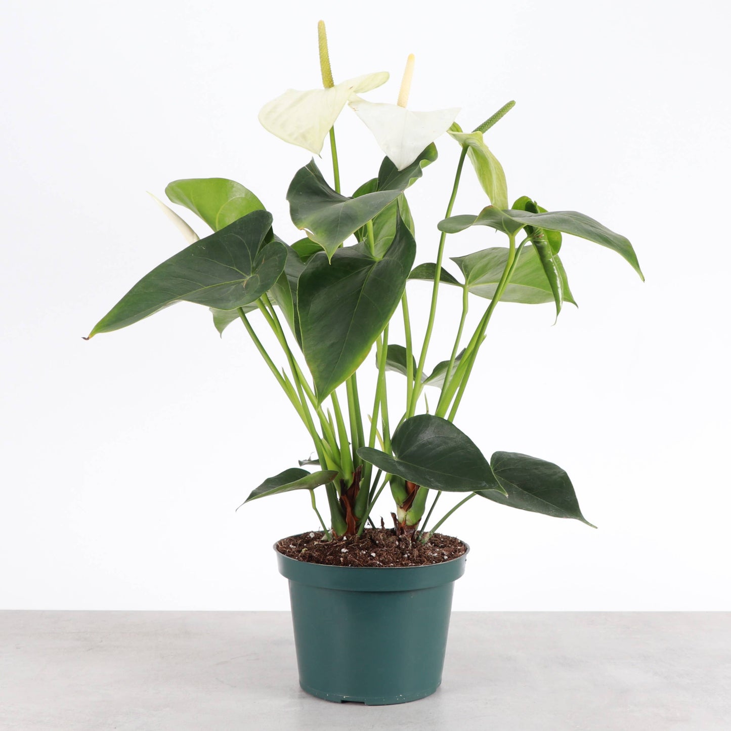 White Anthurium, Flamingo Flower - Live Plant