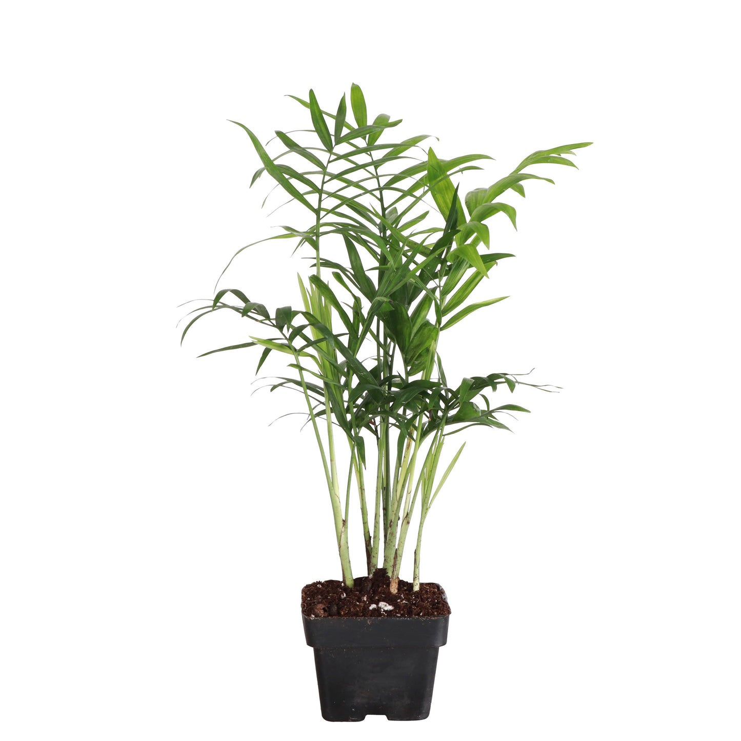 Neanthe Bella Palm, Parlor Palm - Live Plant